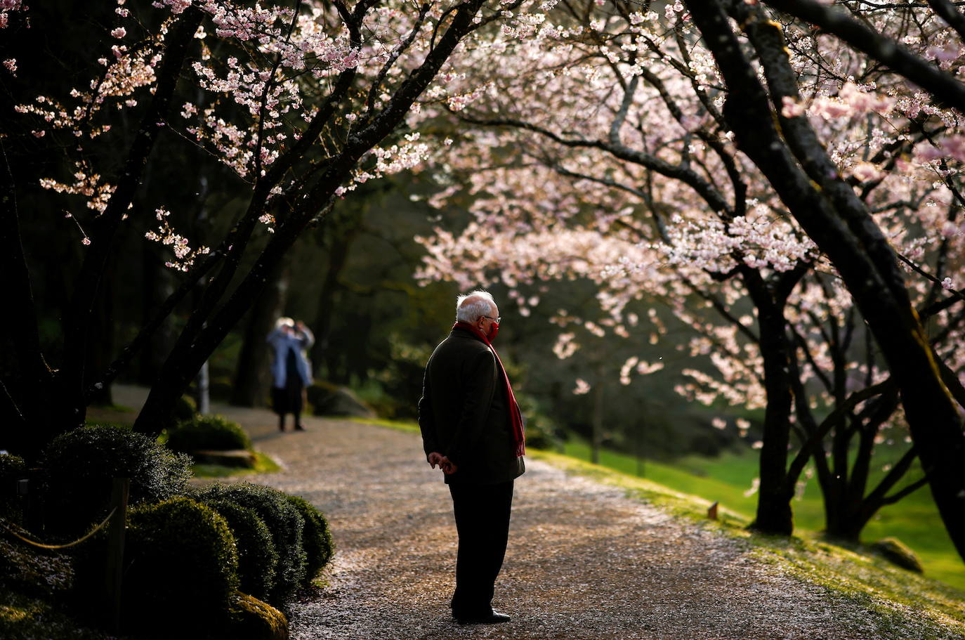 El Cherry Blossom es uno de los fenómenos más bonitos del mundo en primavera. La floración de los cerezos se convierte en espectáculo y reclamo turístico. En Japón, con más de 200 variedades de árbol, se viven escenas únicas. En 1912, el alcalde de Tokio Yukio Ozaki regaló a la ciudad de Washington, D.C., 3.000 cerezos para honrar la amistad entre las dos naciones. El Cherry Blossom Festival de Vancouver convierte en fiesta la llegada de la lucida flor.