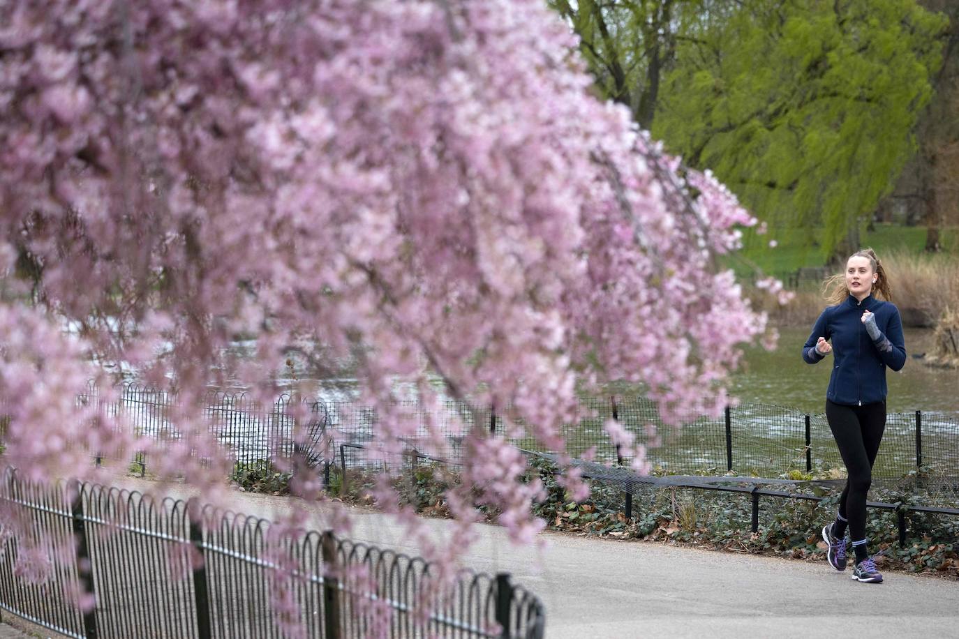 El Cherry Blossom es uno de los fenómenos más bonitos del mundo en primavera. La floración de los cerezos se convierte en espectáculo y reclamo turístico. En Japón, con más de 200 variedades de árbol, se viven escenas únicas. En 1912, el alcalde de Tokio Yukio Ozaki regaló a la ciudad de Washington, D.C., 3.000 cerezos para honrar la amistad entre las dos naciones. El Cherry Blossom Festival de Vancouver convierte en fiesta la llegada de la lucida flor.