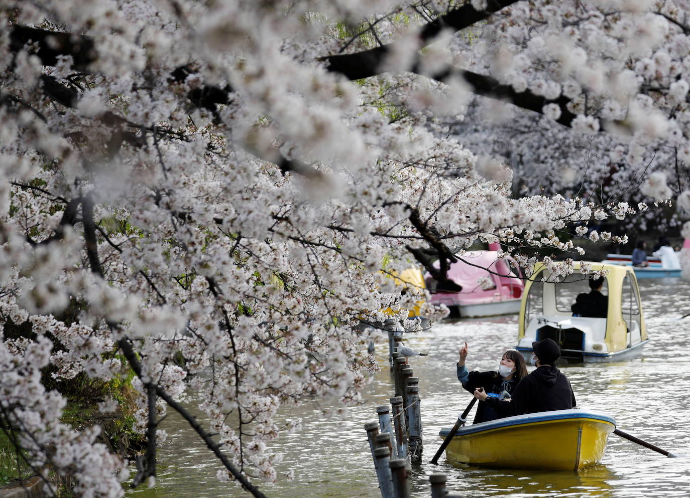 El Cherry Blossom es uno de los fenómenos más bonitos del mundo en primavera. La floración de los cerezos se convierte en espectáculo y reclamo turístico. En Japón, con más de 200 variedades de árbol, se viven escenas únicas. En 1912, el alcalde de Tokio Yukio Ozaki regaló a la ciudad de Washington, D.C., 3.000 cerezos para honrar la amistad entre las dos naciones. El Cherry Blossom Festival de Vancouver convierte en fiesta la llegada de la lucida flor.