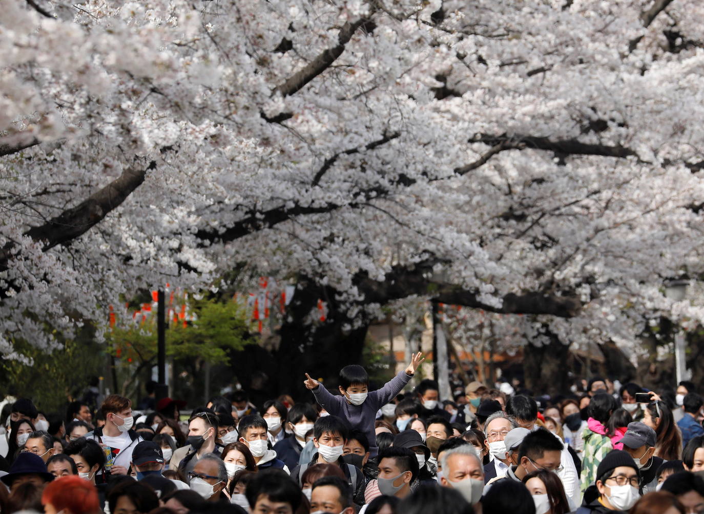 El Cherry Blossom es uno de los fenómenos más bonitos del mundo en primavera. La floración de los cerezos se convierte en espectáculo y reclamo turístico. En Japón, con más de 200 variedades de árbol, se viven escenas únicas. En 1912, el alcalde de Tokio Yukio Ozaki regaló a la ciudad de Washington, D.C., 3.000 cerezos para honrar la amistad entre las dos naciones. El Cherry Blossom Festival de Vancouver convierte en fiesta la llegada de la lucida flor.