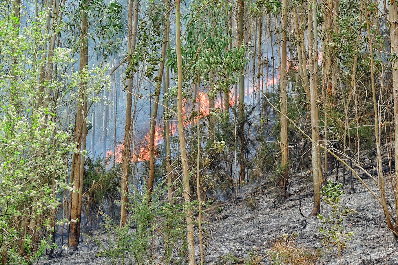 Un incendio en la Sierra del Sueve concentra un importante equipo material y humano para lograr su extinción