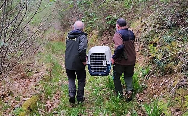 Momento del traslado del osezno.