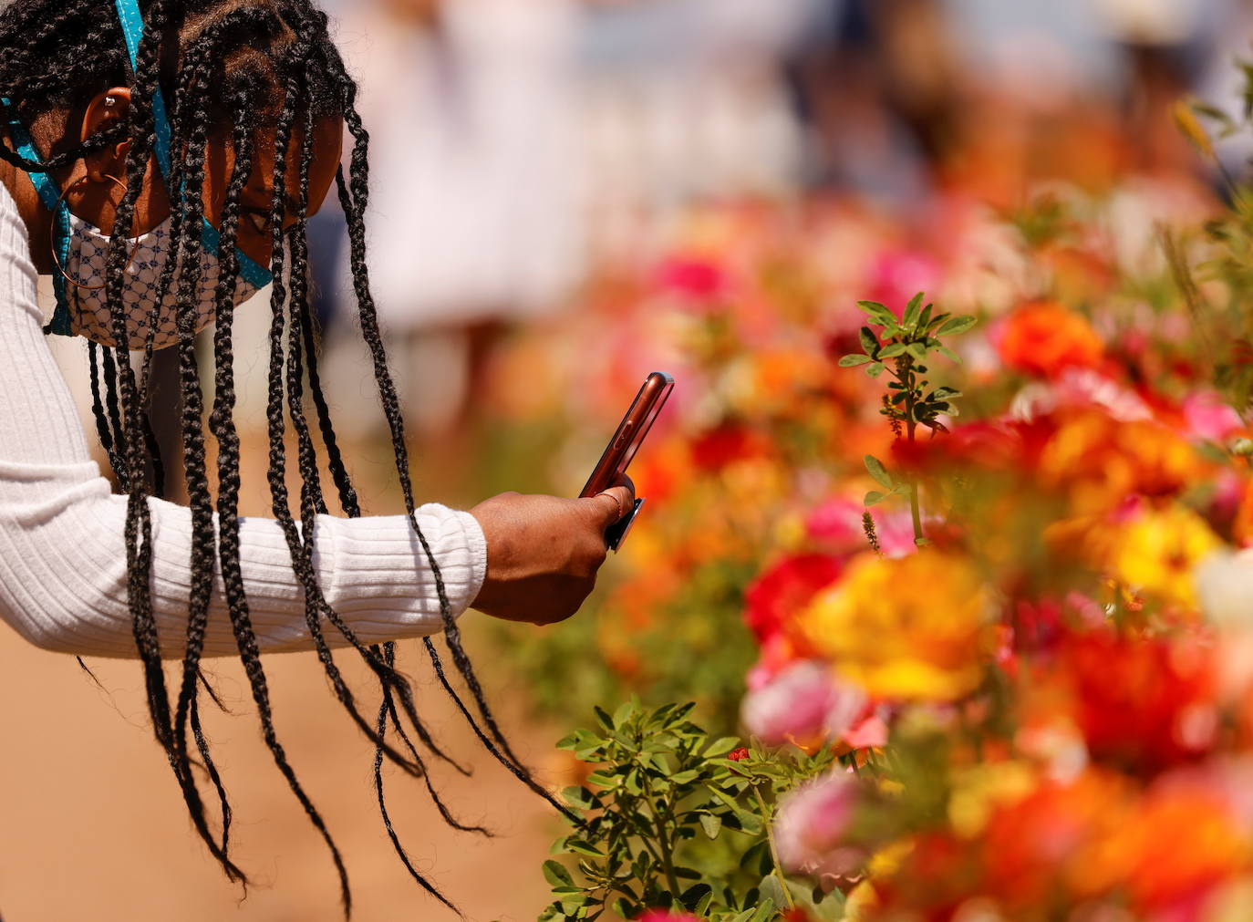 La primavera ya llegó y buena muestra de ello son las flores que embellecen cualquier paisaje. Por eso, como cada año y pese a la pandemia, miles de personas visitan estos estos espectaculares viveros de flores conocidos como «The Flower Fields», en Carlsbad (California, EE UU). 