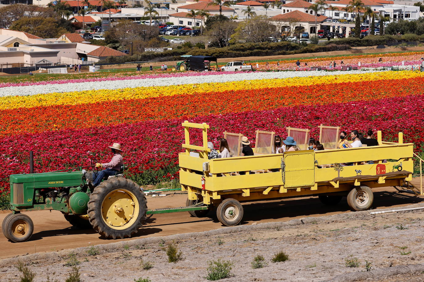 La primavera ya llegó y buena muestra de ello son las flores que embellecen cualquier paisaje. Por eso, como cada año y pese a la pandemia, miles de personas visitan estos estos espectaculares viveros de flores conocidos como «The Flower Fields», en Carlsbad (California, EE UU). 