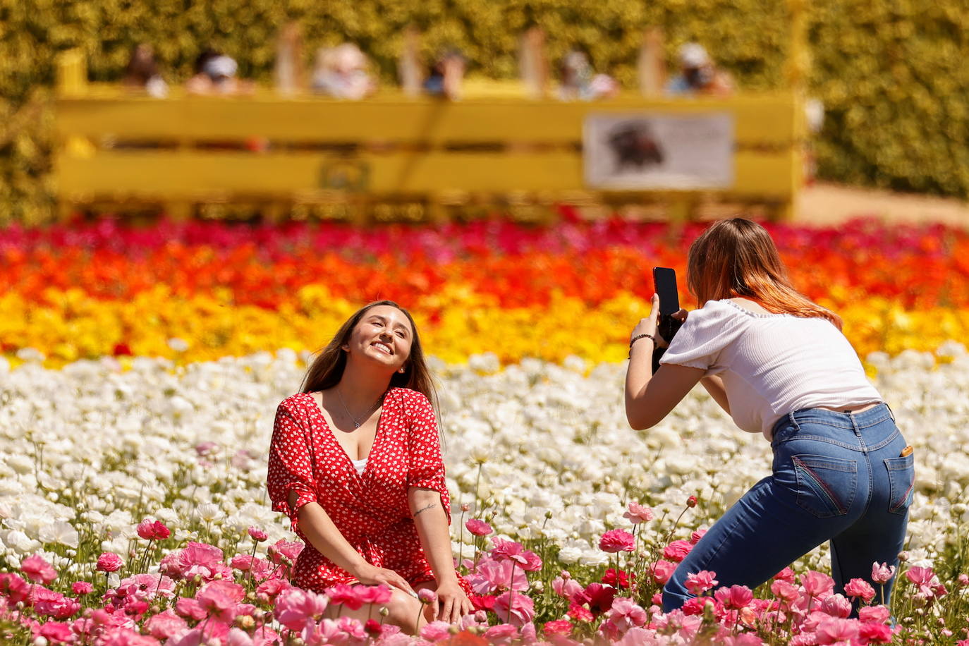 La primavera ya llegó y buena muestra de ello son las flores que embellecen cualquier paisaje. Por eso, como cada año y pese a la pandemia, miles de personas visitan estos estos espectaculares viveros de flores conocidos como «The Flower Fields», en Carlsbad (California, EE UU). 