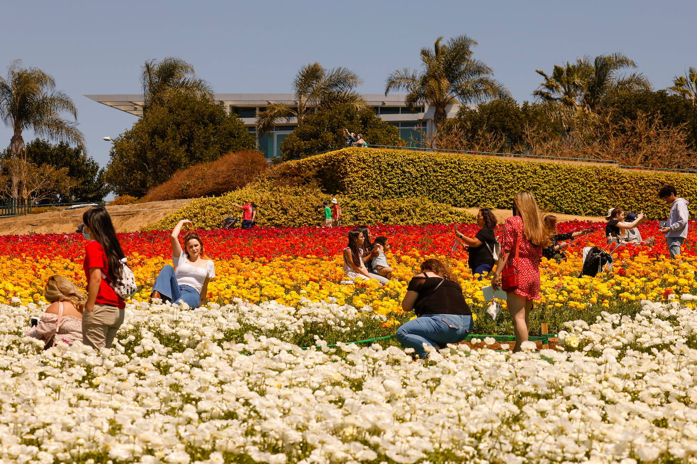 La primavera ya llegó y buena muestra de ello son las flores que embellecen cualquier paisaje. Por eso, como cada año y pese a la pandemia, miles de personas visitan estos estos espectaculares viveros de flores conocidos como «The Flower Fields», en Carlsbad (California, EE UU). 