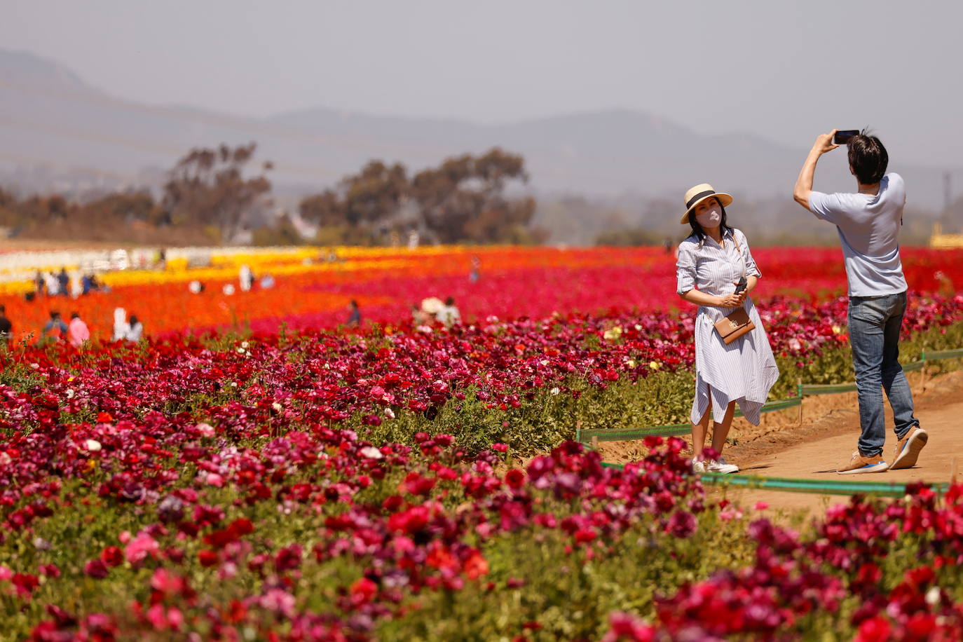 La primavera ya llegó y buena muestra de ello son las flores que embellecen cualquier paisaje. Por eso, como cada año y pese a la pandemia, miles de personas visitan estos estos espectaculares viveros de flores conocidos como «The Flower Fields», en Carlsbad (California, EE UU). 