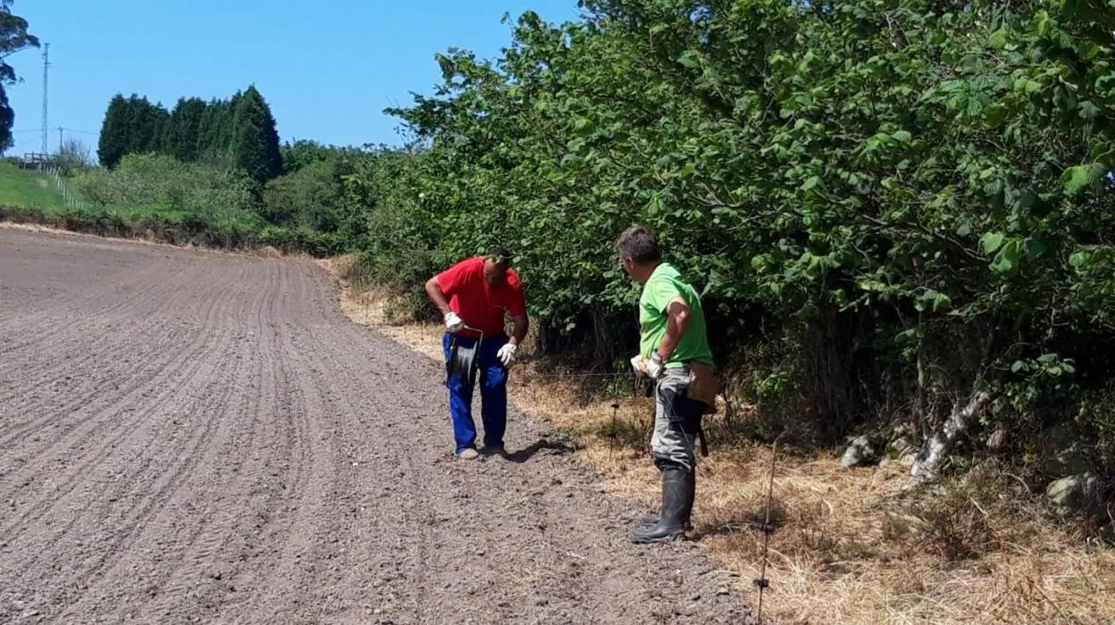 Llanes ordena soterrar los cables de pastores eléctricos que atraviesen  caminos - Noticias RTPA