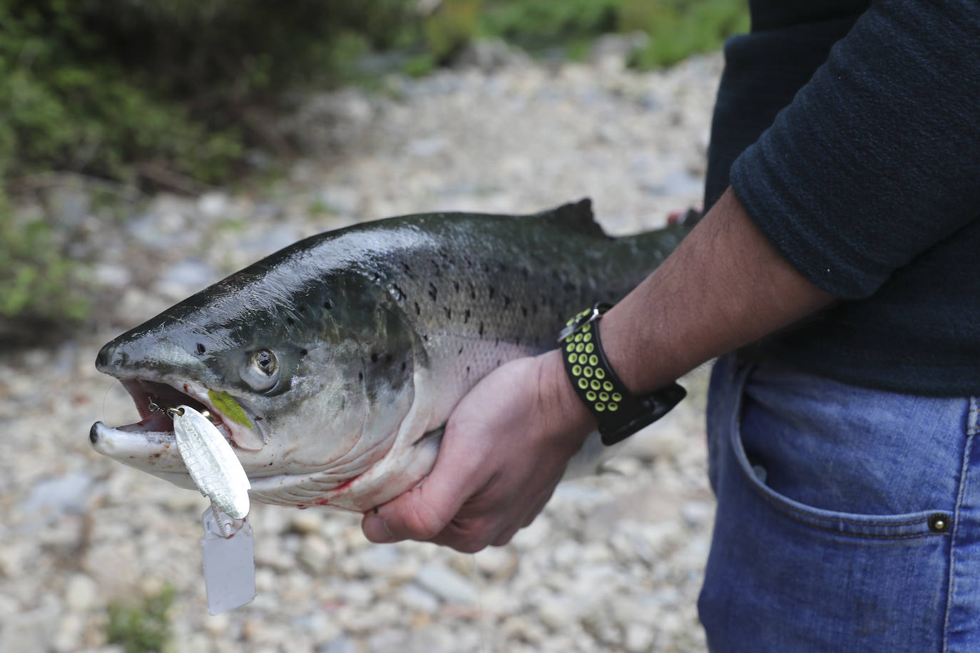 Gonzalo Suárez, de Quirós, ha capturado el campanu de Asturias 2021 en el río Eo, un ejemplar de 5,1 kilos, en la segunda jornada de la temporada de pesca con muerte. Rogelio Diego del Corro echó a tierra el primer salmón del Sella, una pieza de casi ocho kilos.