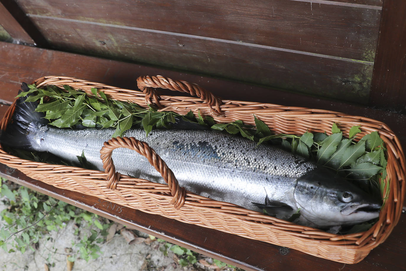 Gonzalo Suárez, de Quirós, ha capturado el campanu de Asturias 2021 en el río Eo, un ejemplar de 5,1 kilos, en la segunda jornada de la temporada de pesca con muerte. Rogelio Diego del Corro echó a tierra el primer salmón del Sella, una pieza de casi ocho kilos.