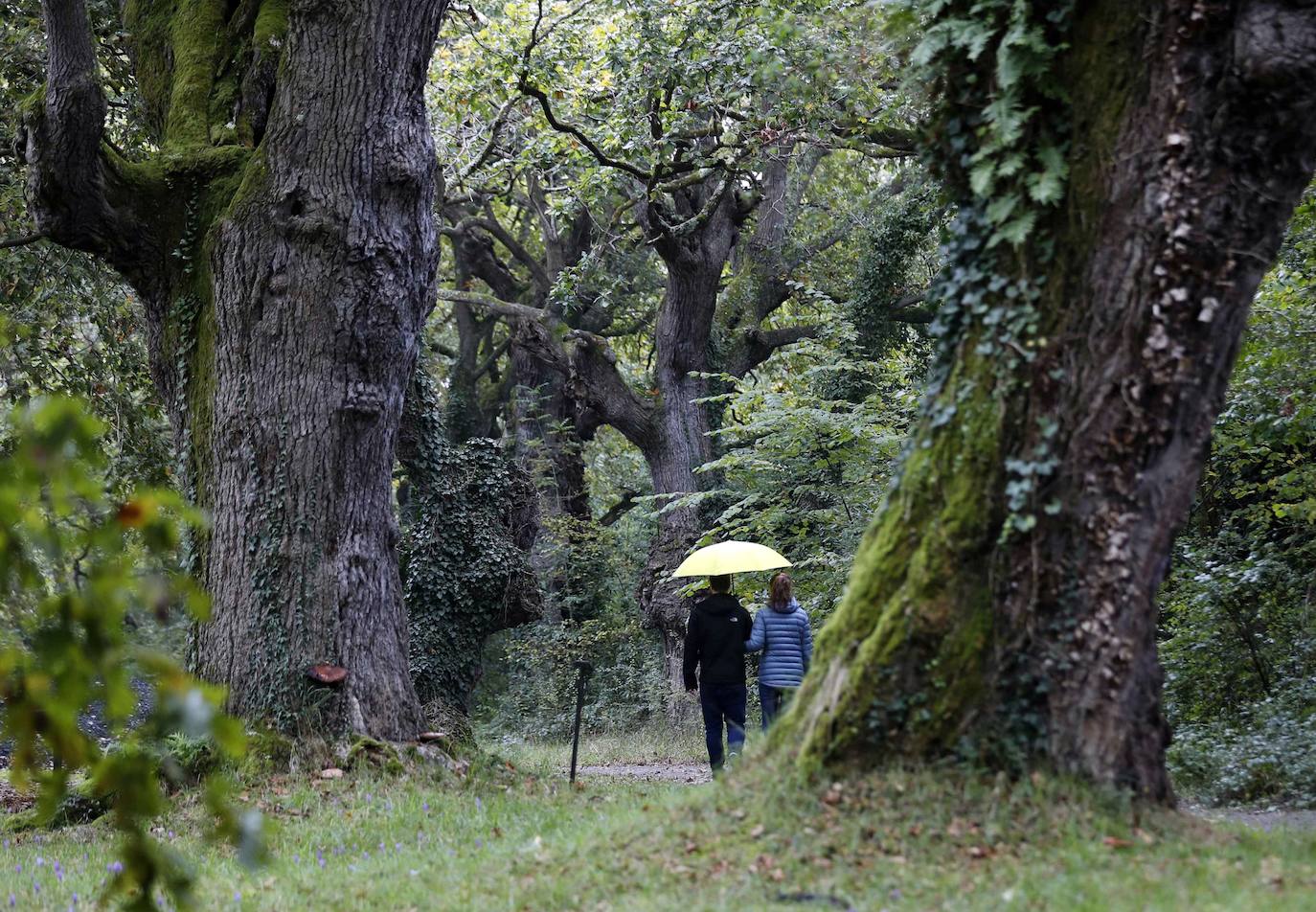 El Jardín Botánico de Gijón será el primero del país en integrarse en una red internacional que estudia cómo afecta el clima a las especies vegetales. Se marcan dos años para llevarlo a cabo y también para relanzarlo y que se convierta en un centro de referencia en conservación de especies y hábitats vegetales, tanto en España como en Europa.