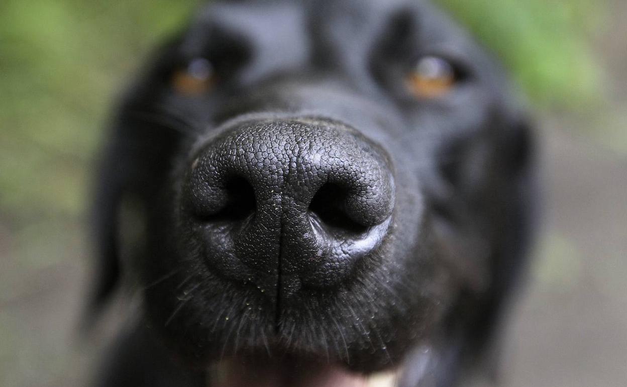 Un perro labrador olfatea