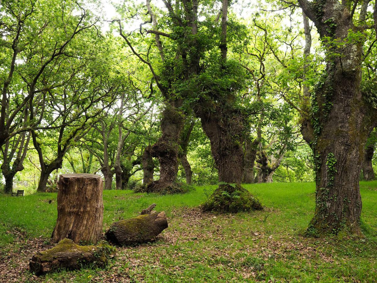 El Jardín Botánico de Gijón será el primero del país en integrarse en una red internacional que estudia cómo afecta el clima a las especies vegetales. Se marcan dos años para llevarlo a cabo y también para relanzarlo y que se convierta en un centro de referencia en conservación de especies y hábitats vegetales, tanto en España como en Europa.