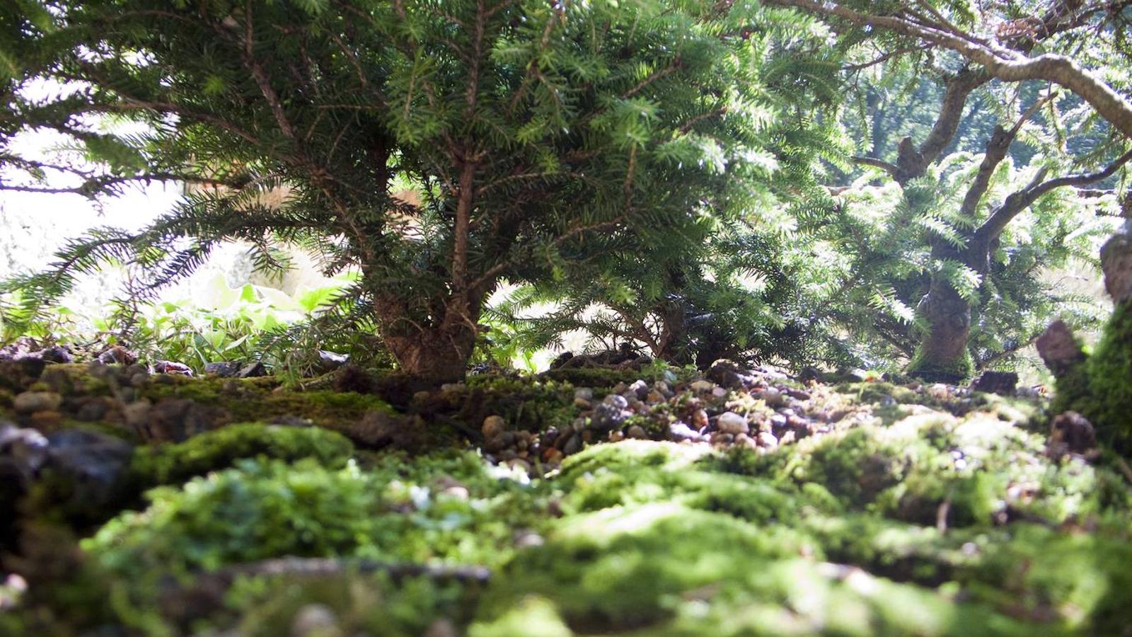 El Jardín Botánico de Gijón será el primero del país en integrarse en una red internacional que estudia cómo afecta el clima a las especies vegetales. Se marcan dos años para llevarlo a cabo y también para relanzarlo y que se convierta en un centro de referencia en conservación de especies y hábitats vegetales, tanto en España como en Europa.