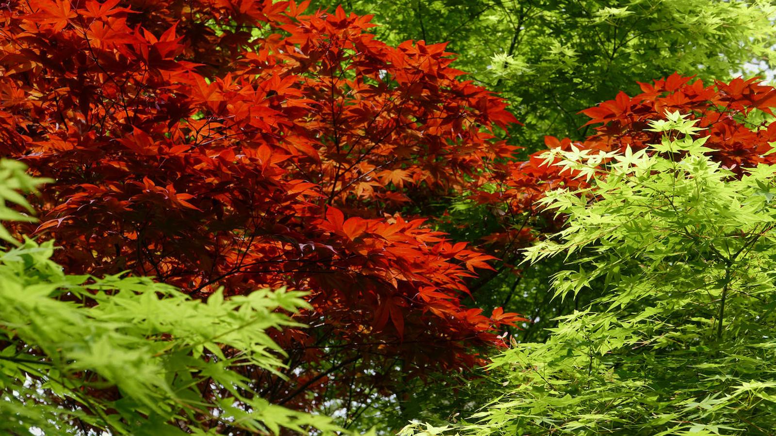 El Jardín Botánico de Gijón será el primero del país en integrarse en una red internacional que estudia cómo afecta el clima a las especies vegetales. Se marcan dos años para llevarlo a cabo y también para relanzarlo y que se convierta en un centro de referencia en conservación de especies y hábitats vegetales, tanto en España como en Europa.