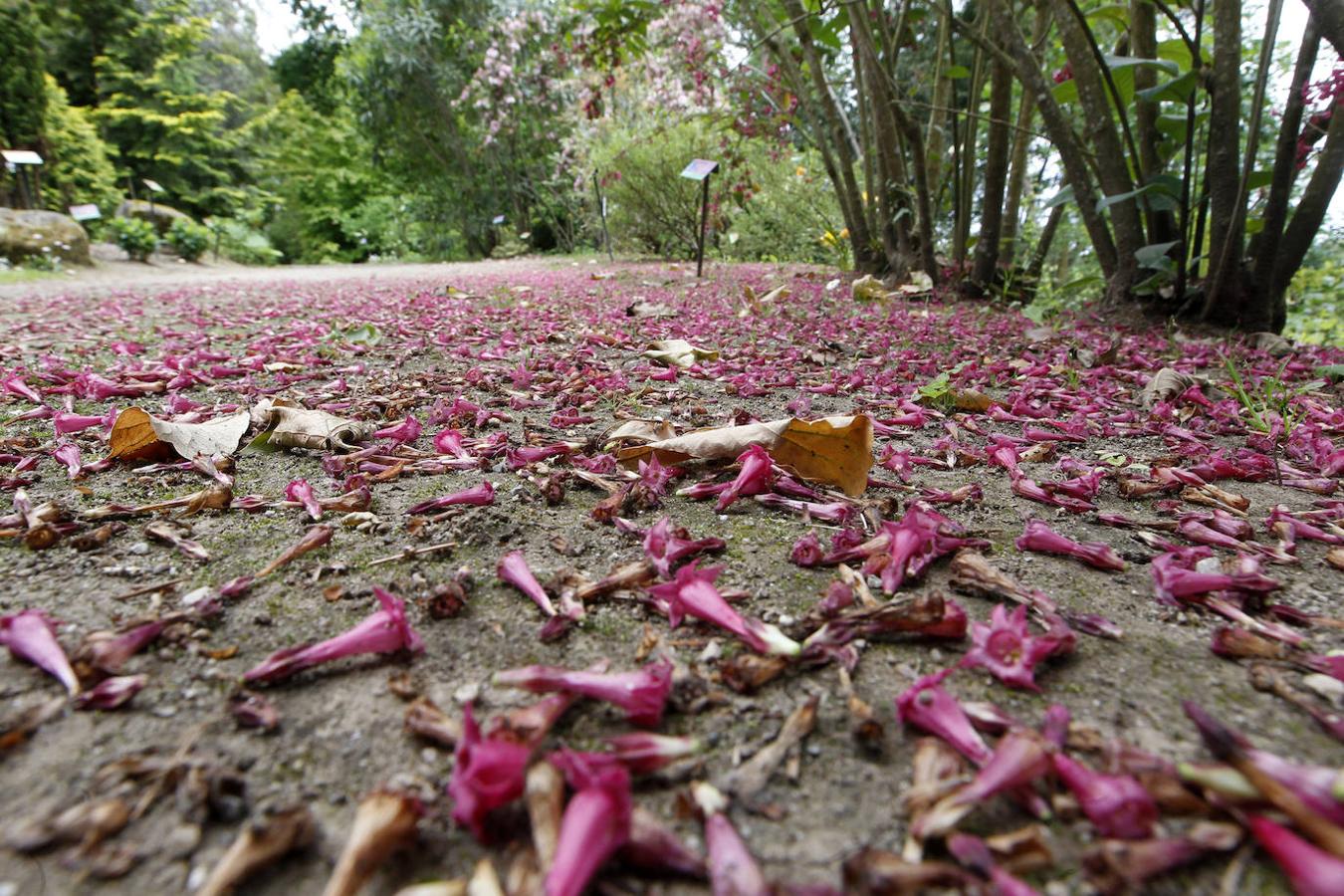 El Jardín Botánico de Gijón será el primero del país en integrarse en una red internacional que estudia cómo afecta el clima a las especies vegetales. Se marcan dos años para llevarlo a cabo y también para relanzarlo y que se convierta en un centro de referencia en conservación de especies y hábitats vegetales, tanto en España como en Europa.