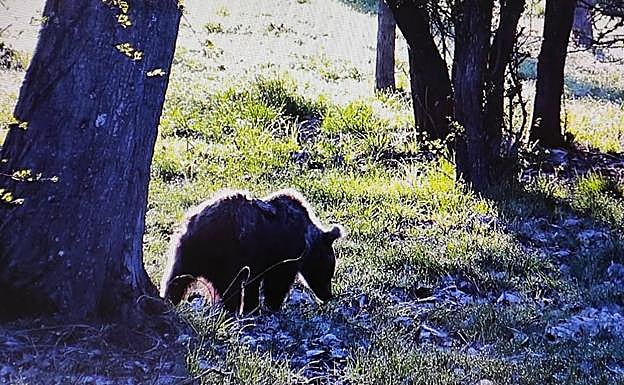 La osa durante su estancia en el Centro de Valsemana, en León.