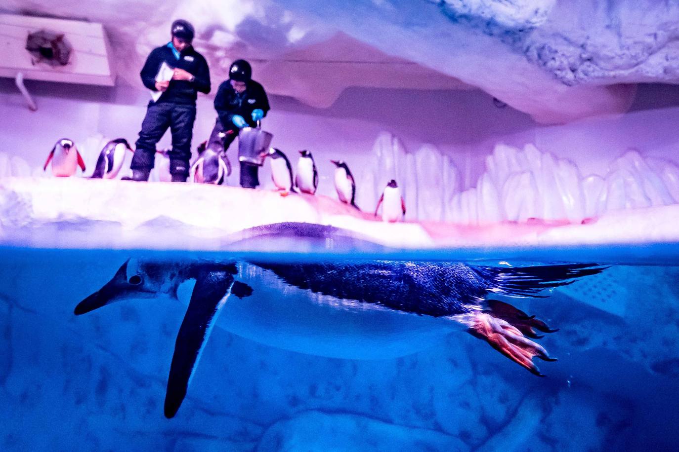 Fotos: Así es la vida marina en el acuario más grande del sudeste asiático