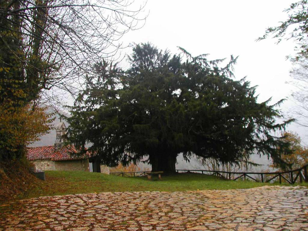 Tejo de Bermiego: Con una edad superior al millar de años, el Tejo de Bermiego es, además de uno de los más antiguos de Europa, uno de los Monumentos Naturales más importantes de Asturias y que encontrarás situado en el pueblo de Bermiego (Quirós), en la falda occidental del Aramo. 13 m de altura, 6,82 m de diámetro y 15 m de diámetro de copa, sin duda unas dimensiones que llaman la atención. Un lugar increíble y casi mágico desde el que contemplar el impresionante paisaje natural que rodea a esta zona.