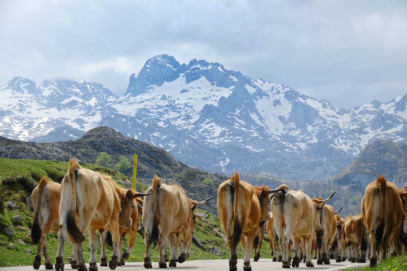 Como suele ser habitual todos los años el 25 de abril el ganado mayor regresa a la libertad de la Montaña de Covadonga. La tradición no entiende de confinamientos ni de pandemias, solo de los ritmos que marca la naturaleza.