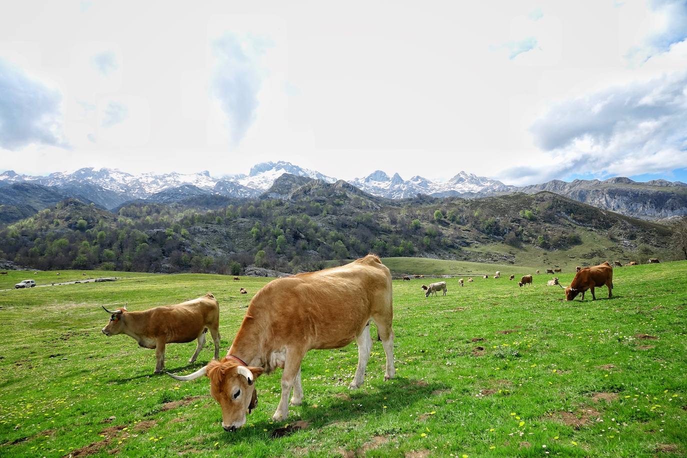 Como suele ser habitual todos los años el 25 de abril el ganado mayor regresa a la libertad de la Montaña de Covadonga. La tradición no entiende de confinamientos ni de pandemias, solo de los ritmos que marca la naturaleza.