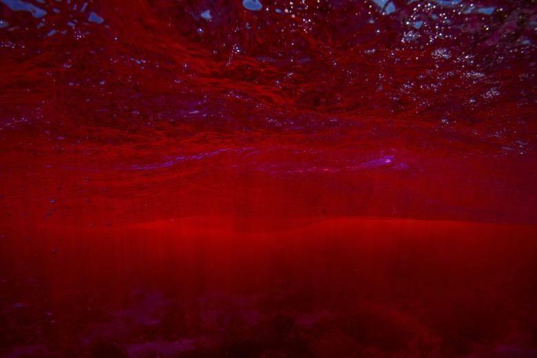 El cambio climático está causando el calentamiento de los océanos, la acidificación del medio ambiente marino y alteraciones en la pluviosidad, generando grandes pérdidas en la biodiversidad marina. Los investigadores se sumergen para la realización de análisis de corrientes y arrecifes.