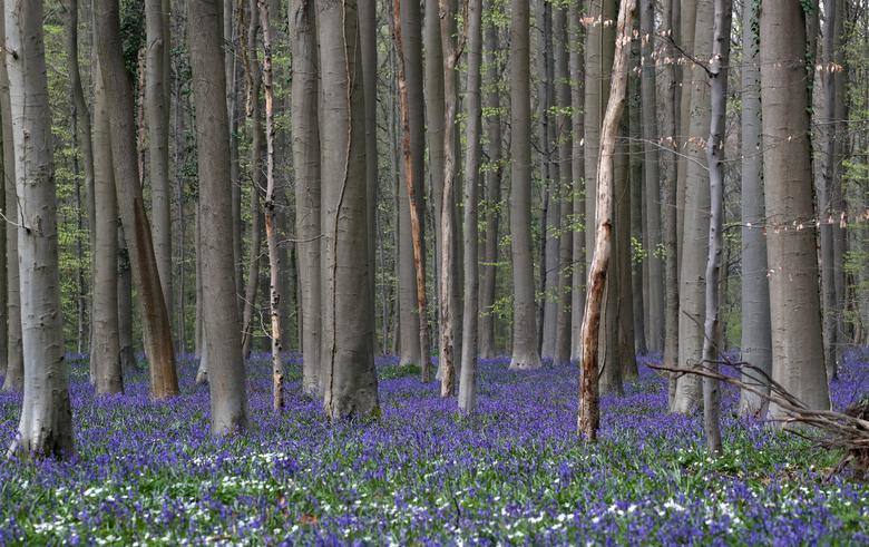 Bosque Azul, situado cerca de Halle, en Bélgica