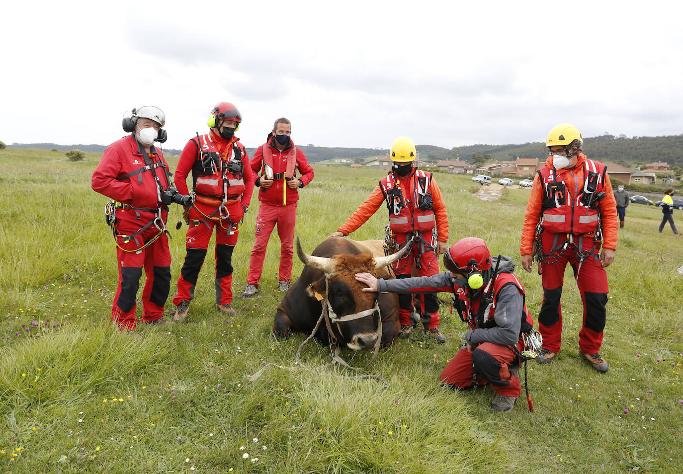 El helicóptero del Servicio de Emergencias del Principado rescató este miércoles a un toro de más de 800 kilos de peso, de nombre 'Bolero' tras precipietarse por un acantilado en Gozón.