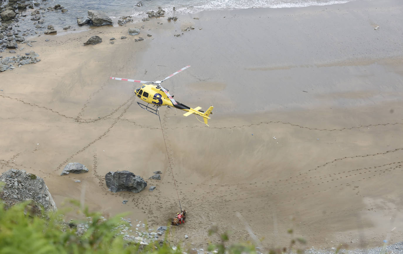 El helicóptero del Servicio de Emergencias del Principado rescató este miércoles a un toro de más de 800 kilos de peso, de nombre 'Bolero' tras precipietarse por un acantilado en Gozón.