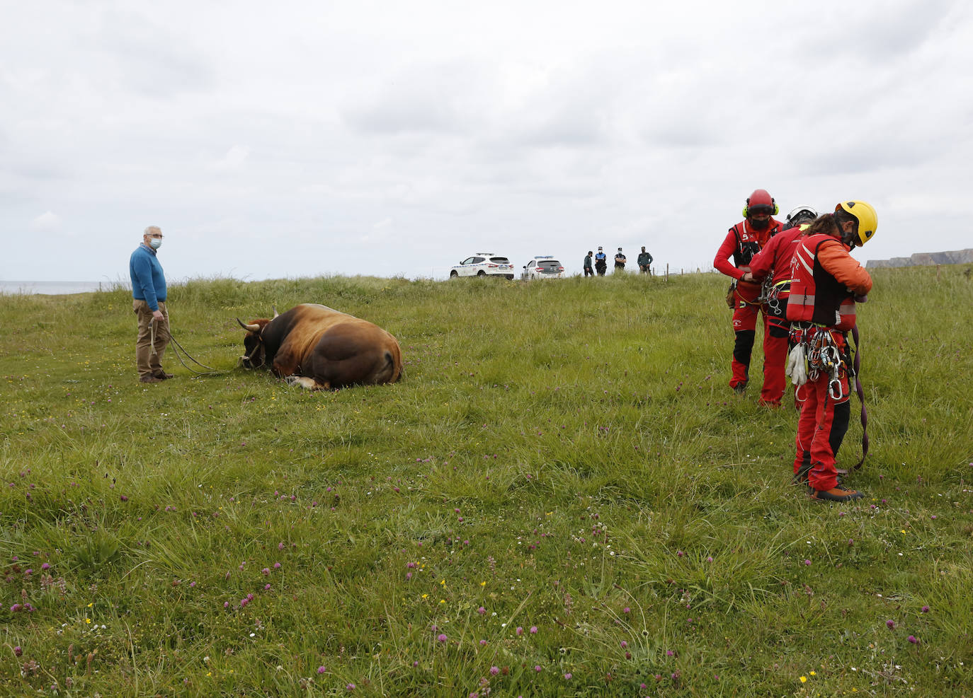 El helicóptero del Servicio de Emergencias del Principado rescató este miércoles a un toro de más de 800 kilos de peso, de nombre 'Bolero' tras precipietarse por un acantilado en Gozón.