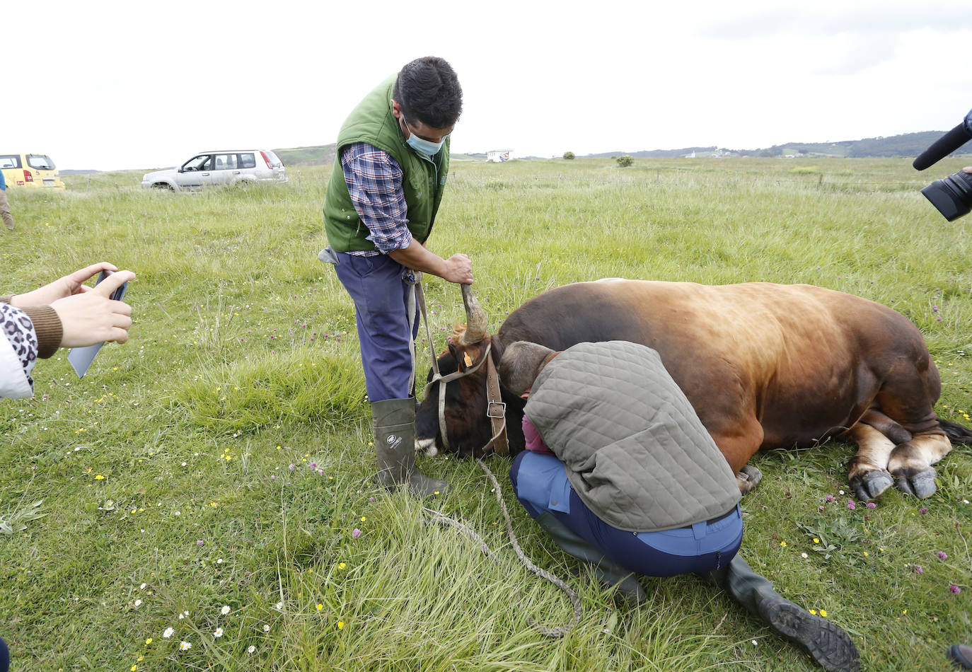 El helicóptero del Servicio de Emergencias del Principado rescató este miércoles a un toro de más de 800 kilos de peso, de nombre 'Bolero' tras precipietarse por un acantilado en Gozón.