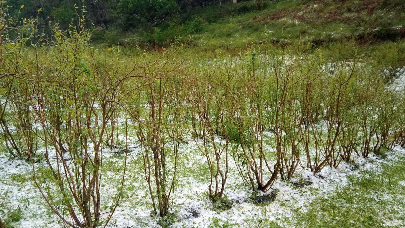 Las espectaculares tormentas de este lunes han descargado granizo en algunas zonas del centro asturiano. En Nava, por ejemplo, la granizada ha arruinado la mayor parte de la cosecha de arándanos. 