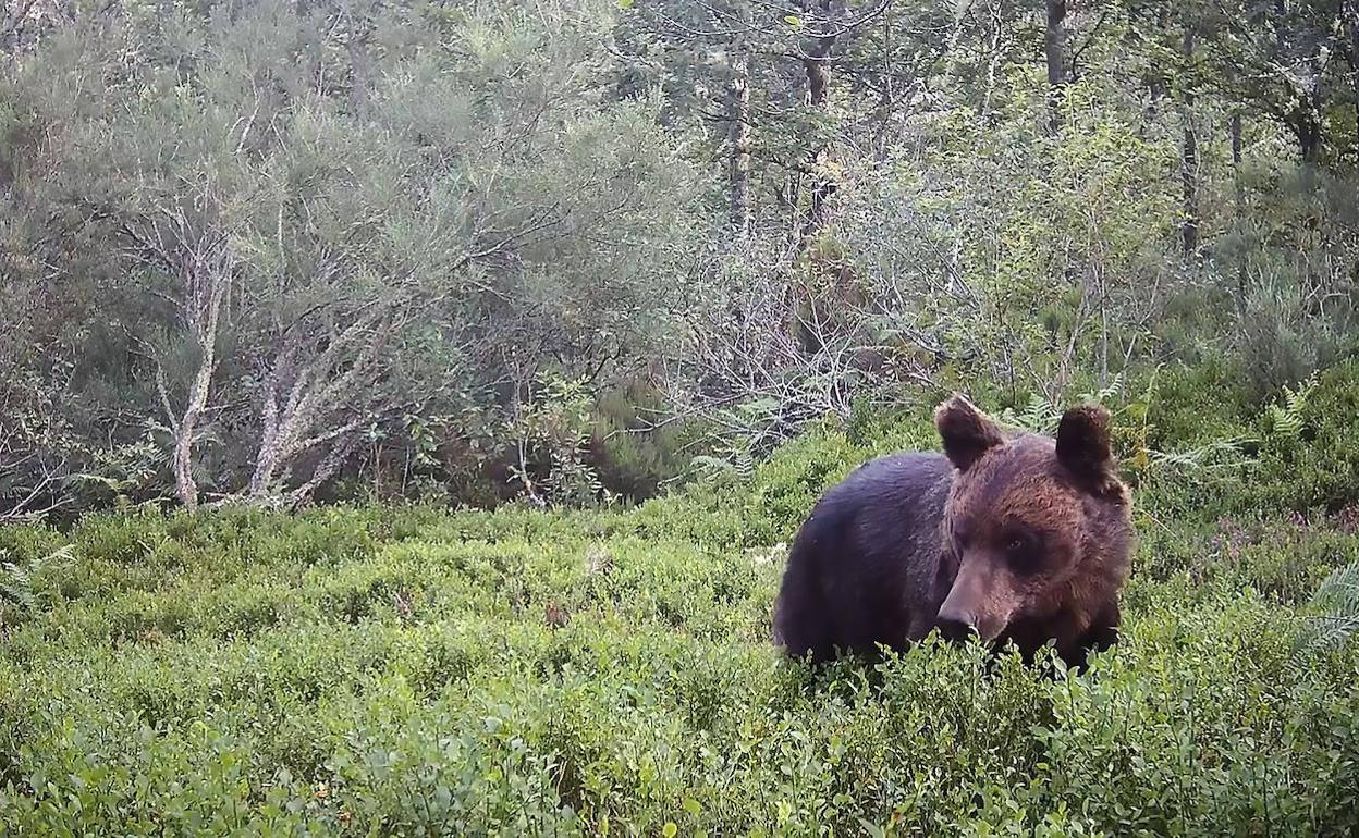Un oso pardo captado por una cámara automática del FAPAS en Asturias