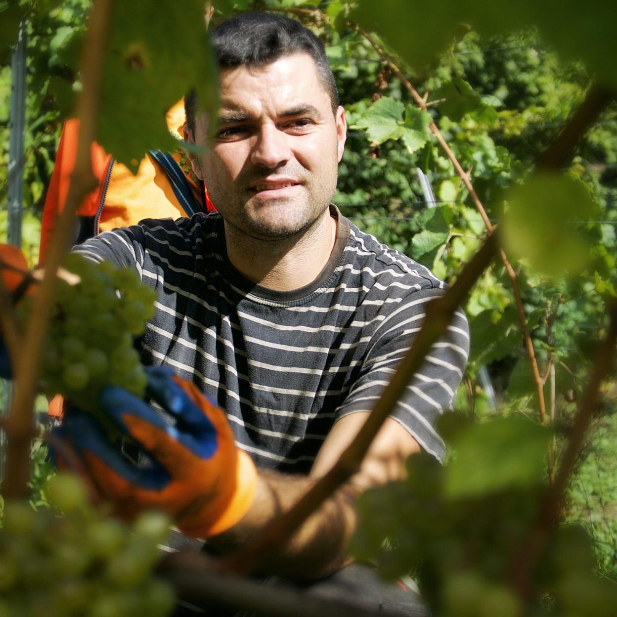 Luciano Gómez, entre sus viñas. 
