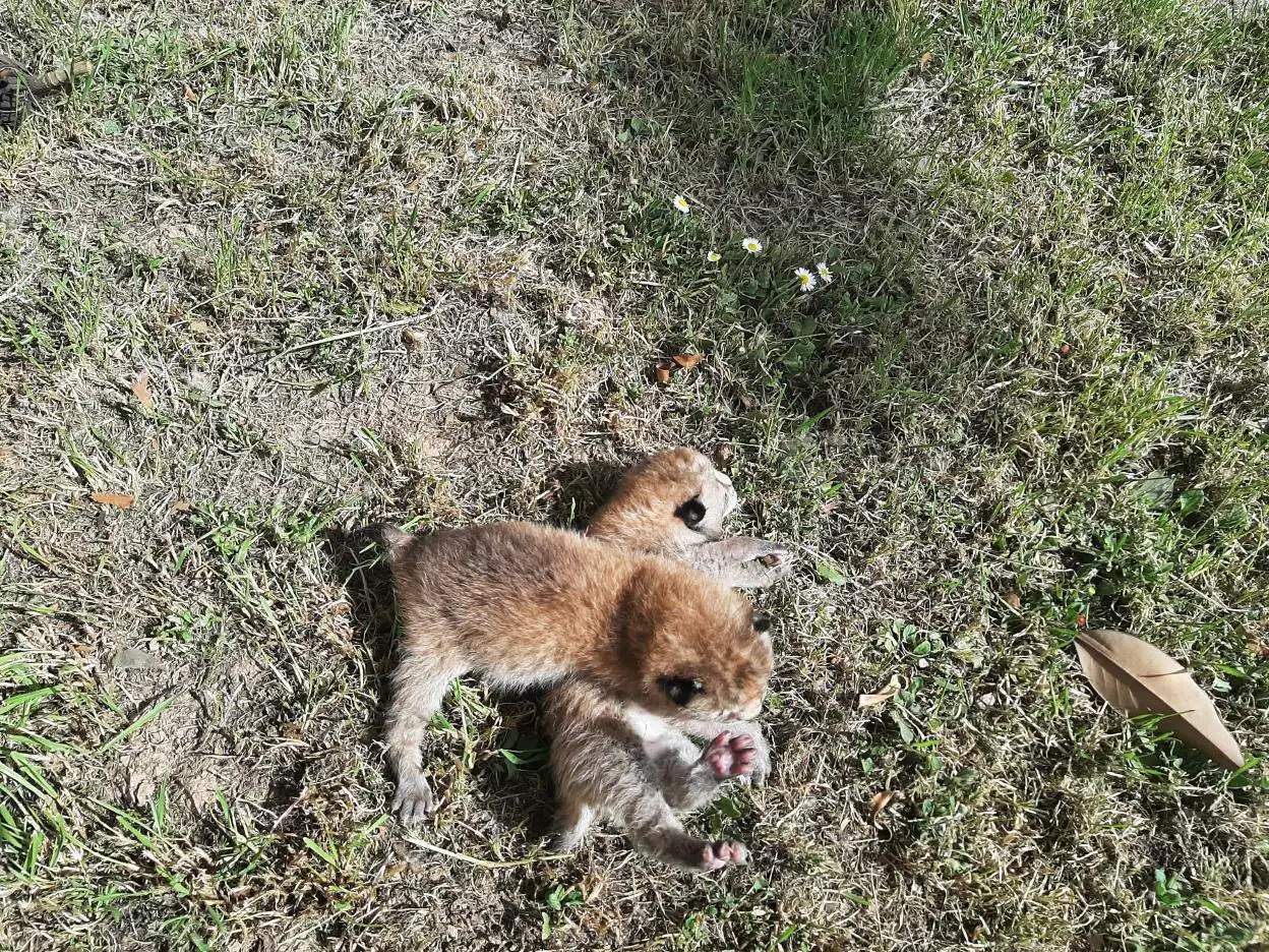 Muere uno de los cachorros de lince boreal de Cangas del Narcea | El  Comercio: Diario de Asturias