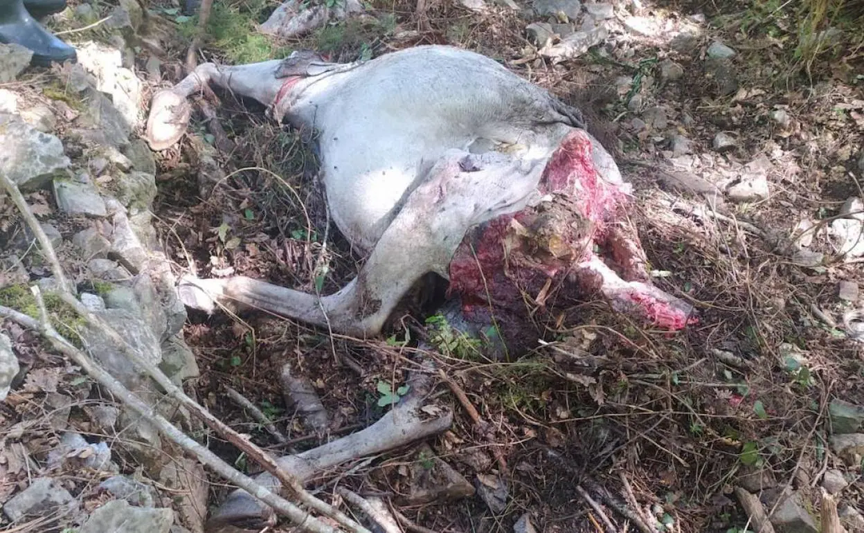 Dos ganaderos denuncian un ataque del oso a tres yeguas y dos potros en Cangas del Narcea