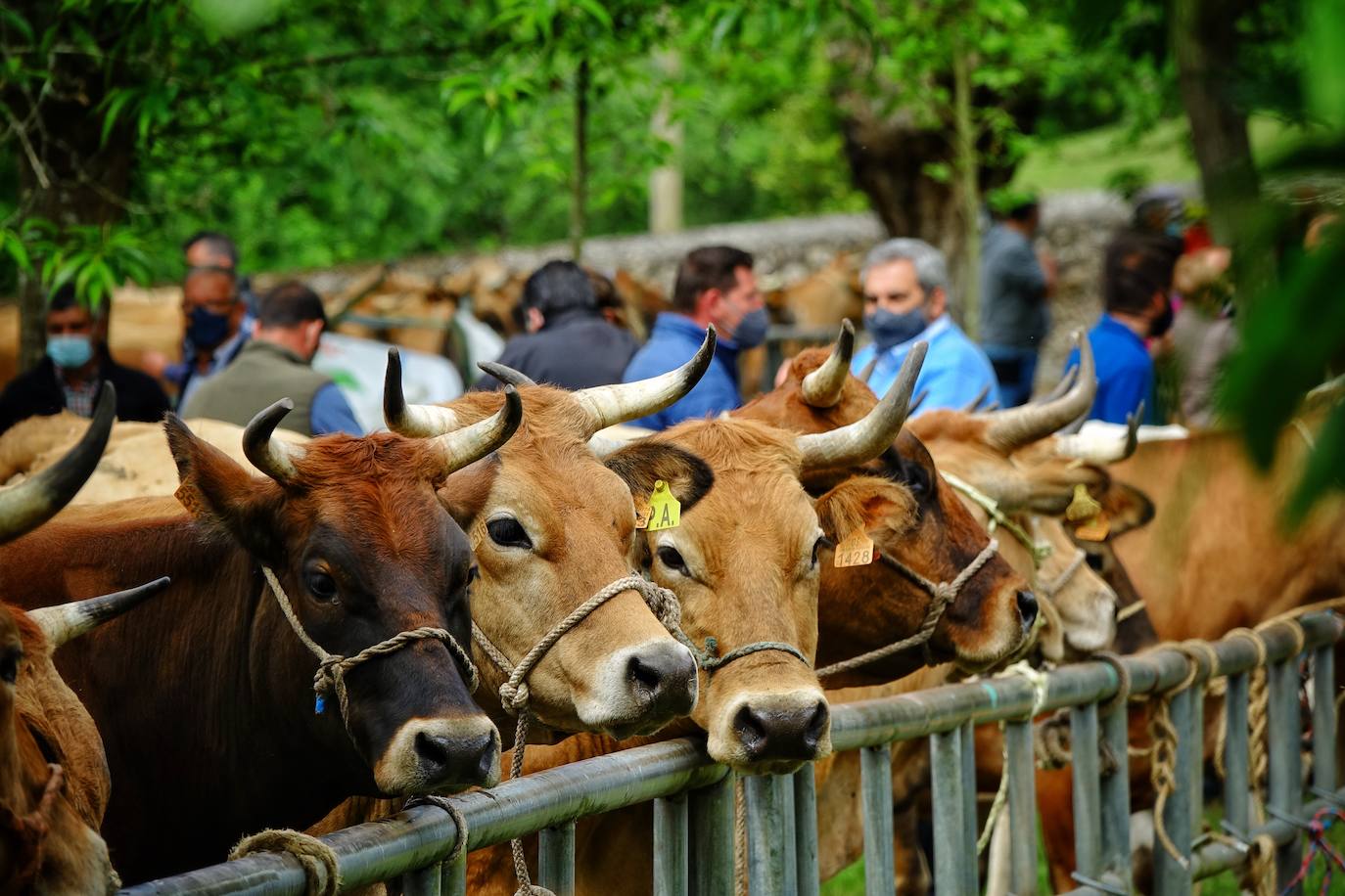 La Feriona, limitada a profesionales, reunió cerca de 1.500 reses, si bien los precios registrados estuvieron a la baja