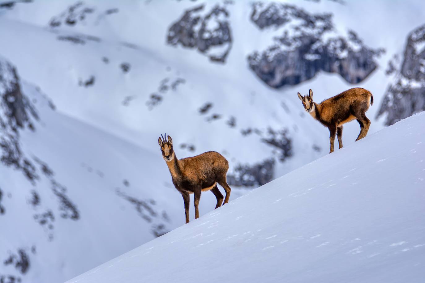 El Parque Nacional de los Picos de Europa cuenta con las cumbres más altas de la Cordillera Cantábrica, lo que indudablemente le da un enorme atractivo paisajístico, turístico y deportivo. Es el tercer Parque Nacional más visitado de España, con casi dos millones de visitantes anuales y fue declarado Reserva de la Biosfera en 2003. 