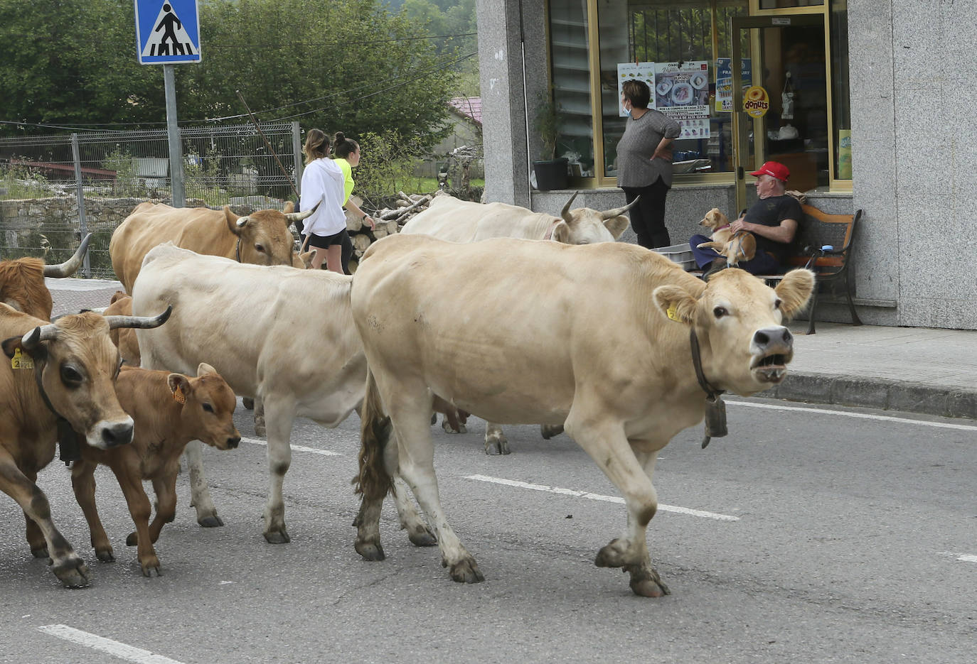 Más de ochenta vacas han ocupado las calles de San Julián, en Bimenes. Las reses han sido dirigidas por más de una decena de pastores hasta los pastos del monte de Peñamayor 