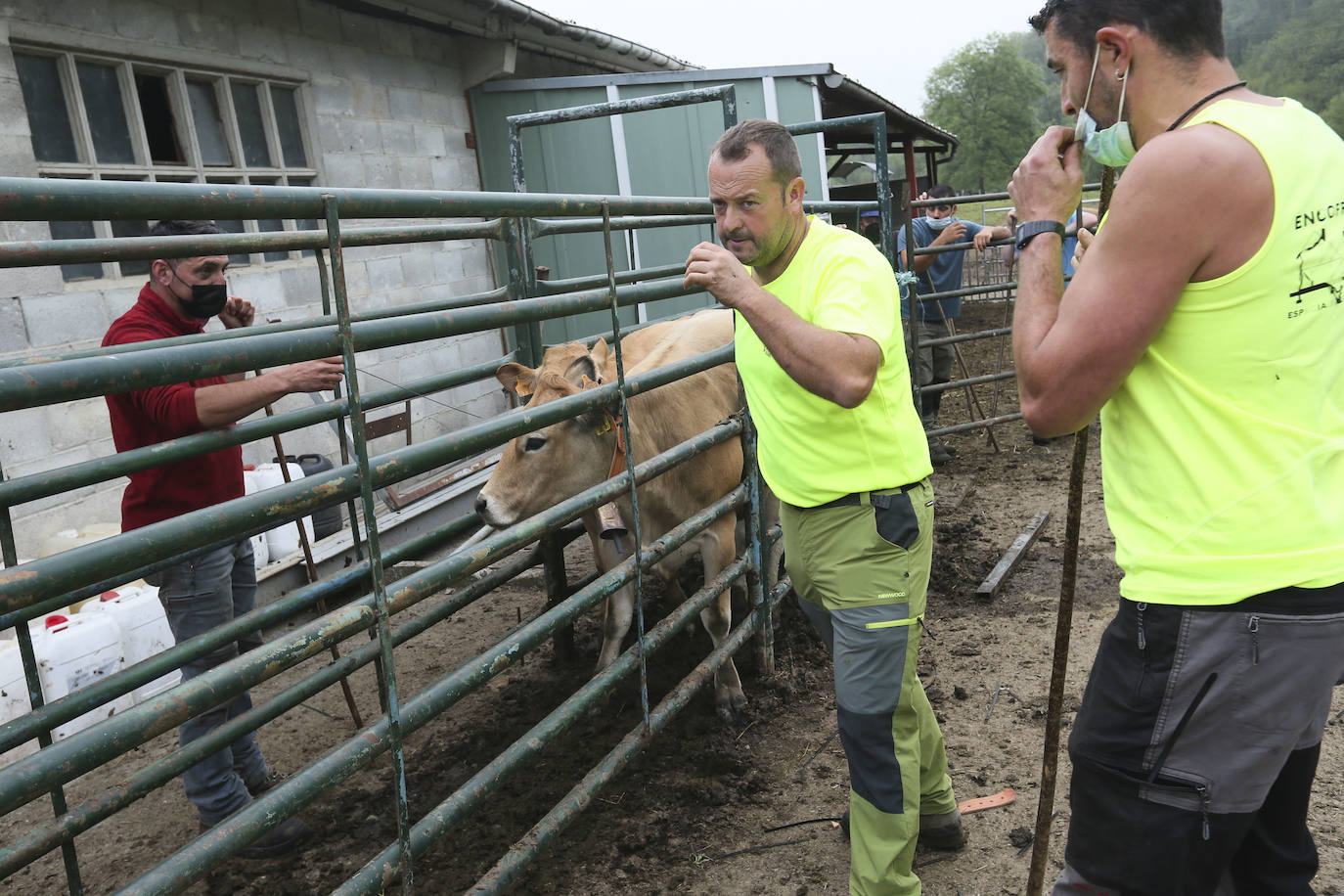 Más de ochenta vacas han ocupado las calles de San Julián, en Bimenes. Las reses han sido dirigidas por más de una decena de pastores hasta los pastos del monte de Peñamayor 