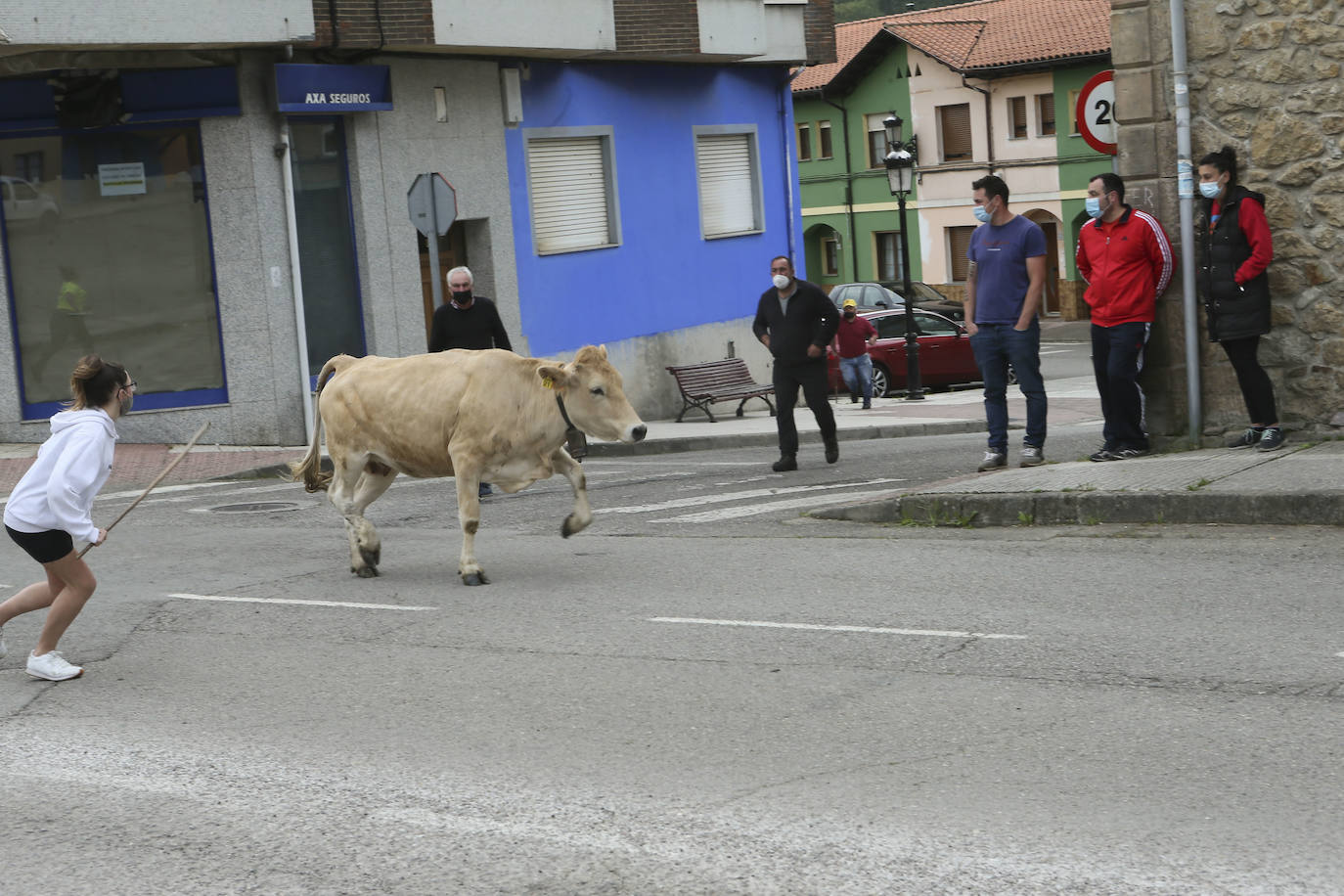 Más de ochenta vacas han ocupado las calles de San Julián, en Bimenes. Las reses han sido dirigidas por más de una decena de pastores hasta los pastos del monte de Peñamayor 