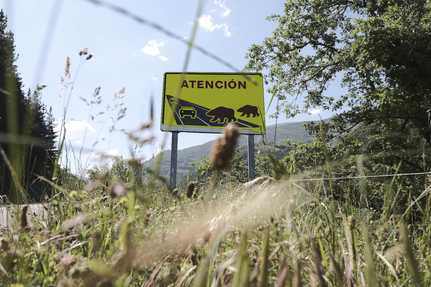 Una vecina de 75 años de Cangas del Narcea fue atacada por un oso en las inmediaciones del municipio. La mujer terminó con la pelvis rota y un desgarro en la cara por lo que fue trasladada al hospital.