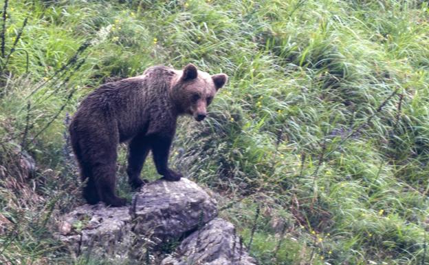 Un estudio de la Universidad de Oviedo y el CSIC muestra que solo el 5% de los ataques de osos en el mundo tienen fines predatorios