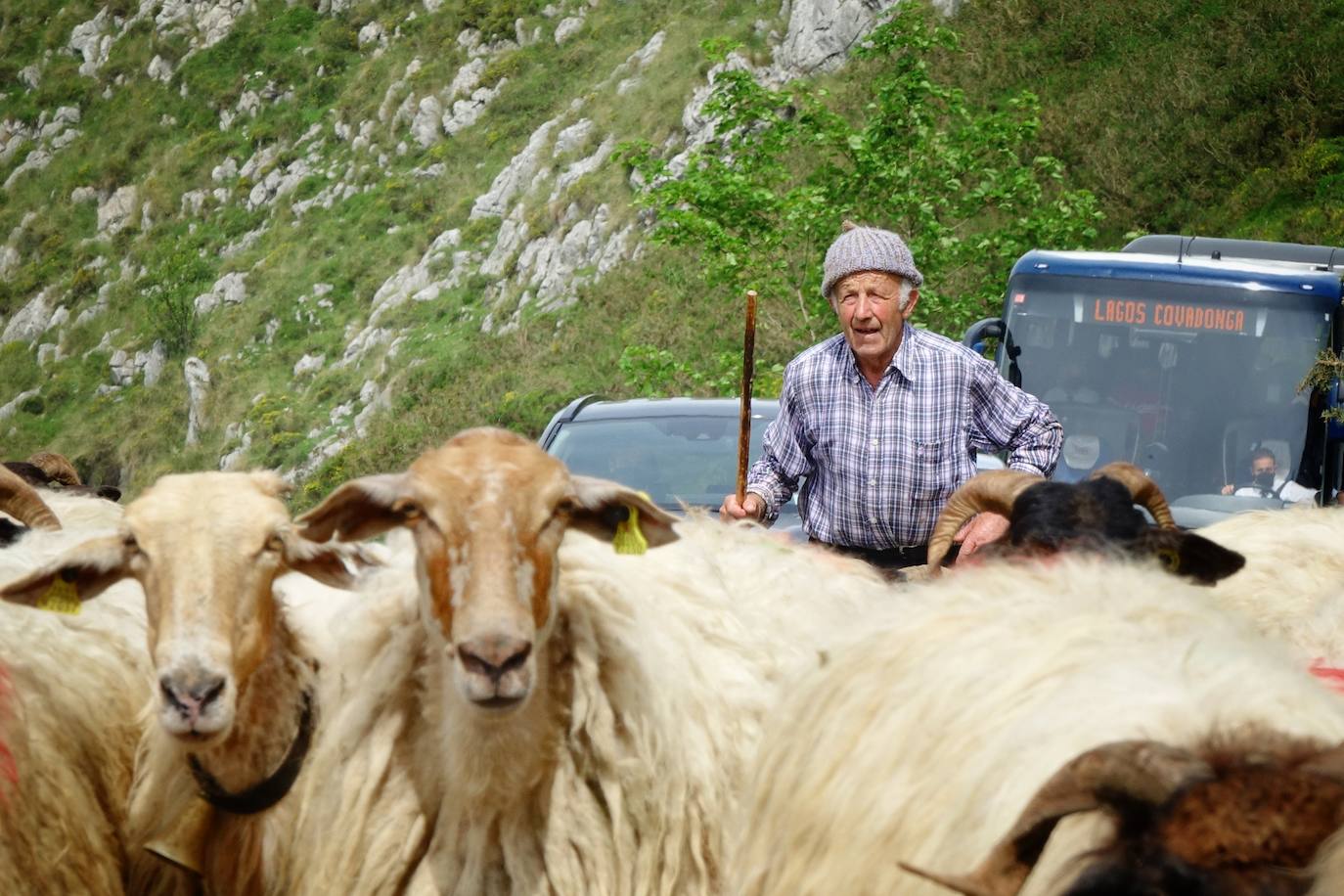 Como cada 1 de junio, los pastores ponen rumbo a los pastos de montaña, donde permanecerán hasta el otoño cuidando de sus animales y elaborando queso.