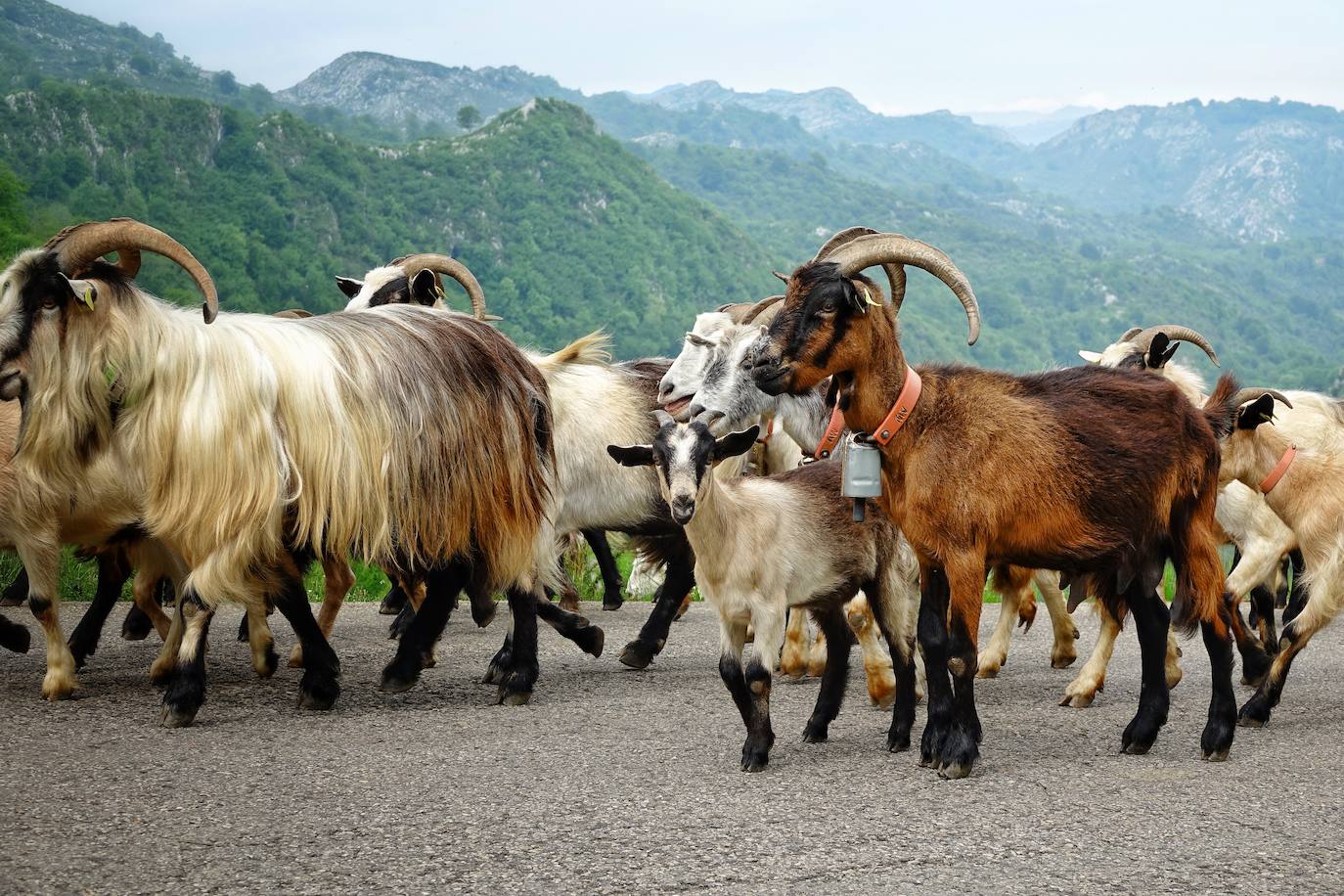 Como cada 1 de junio, los pastores ponen rumbo a los pastos de montaña, donde permanecerán hasta el otoño cuidando de sus animales y elaborando queso.
