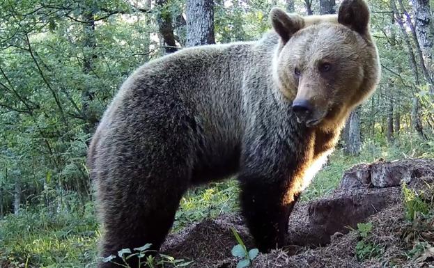 La Fundación Oso advierte del riesgo de «habituar» al oso a la presencia humana