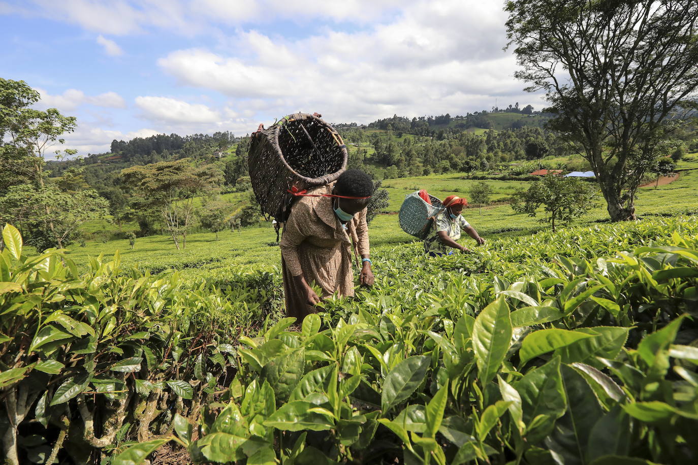 Varias personas recogen hojas de té en una granja para llevarlas a un centro de recolección, en Nyeri (Kenia). Según el Ministerio de Agricultura de Kenia, a pesar de la pandemia, la exportación de té keniano para 2020 aumentó en un 4 por ciento a 518 millones de kilogramos, frente a los 496 millones de kilogramos registrados en 2019