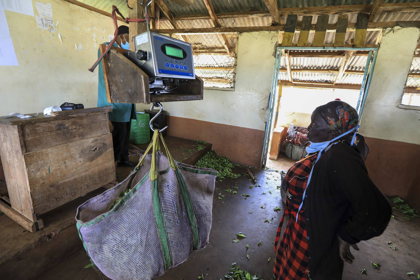 Varias personas recogen hojas de té en una granja para llevarlas a un centro de recolección, en Nyeri (Kenia). Según el Ministerio de Agricultura de Kenia, a pesar de la pandemia, la exportación de té keniano para 2020 aumentó en un 4 por ciento a 518 millones de kilogramos, frente a los 496 millones de kilogramos registrados en 2019