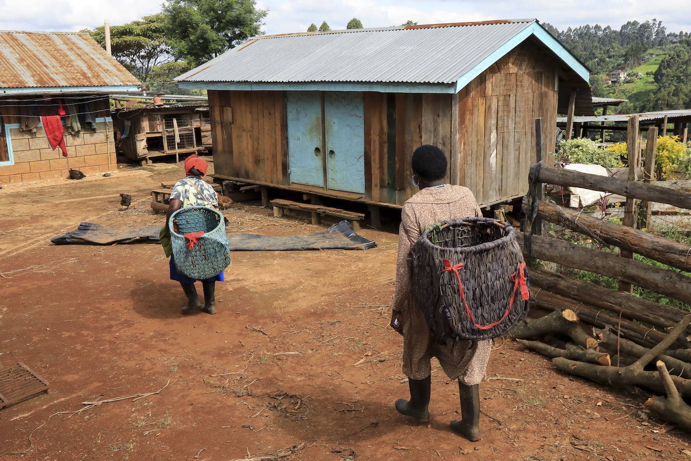 Varias personas recogen hojas de té en una granja para llevarlas a un centro de recolección, en Nyeri (Kenia). Según el Ministerio de Agricultura de Kenia, a pesar de la pandemia, la exportación de té keniano para 2020 aumentó en un 4 por ciento a 518 millones de kilogramos, frente a los 496 millones de kilogramos registrados en 2019