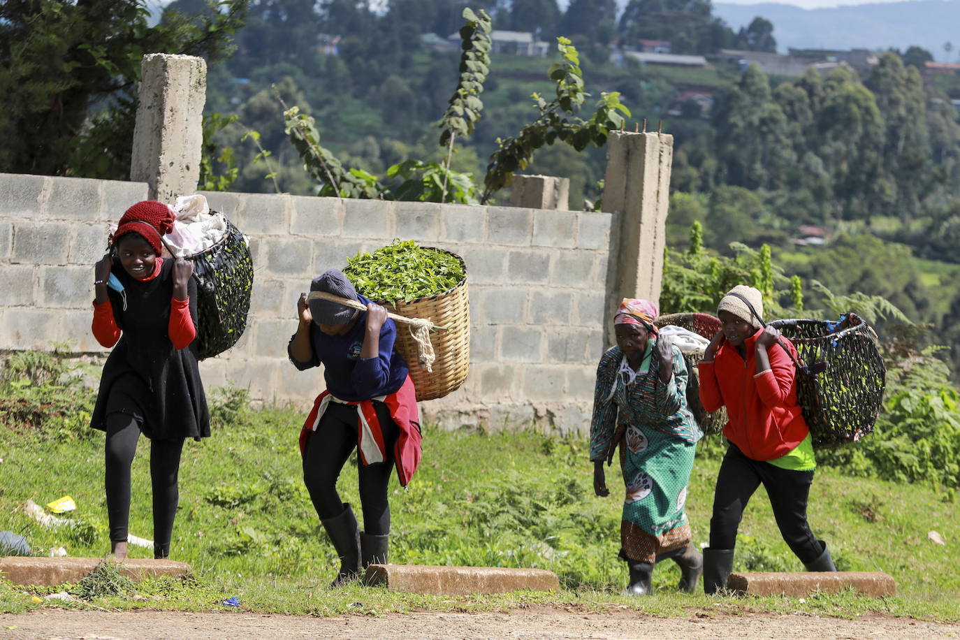 Varias personas recogen hojas de té en una granja para llevarlas a un centro de recolección, en Nyeri (Kenia). Según el Ministerio de Agricultura de Kenia, a pesar de la pandemia, la exportación de té keniano para 2020 aumentó en un 4 por ciento a 518 millones de kilogramos, frente a los 496 millones de kilogramos registrados en 2019